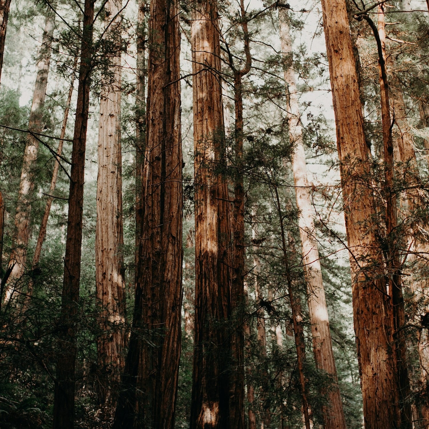 Redwood forest